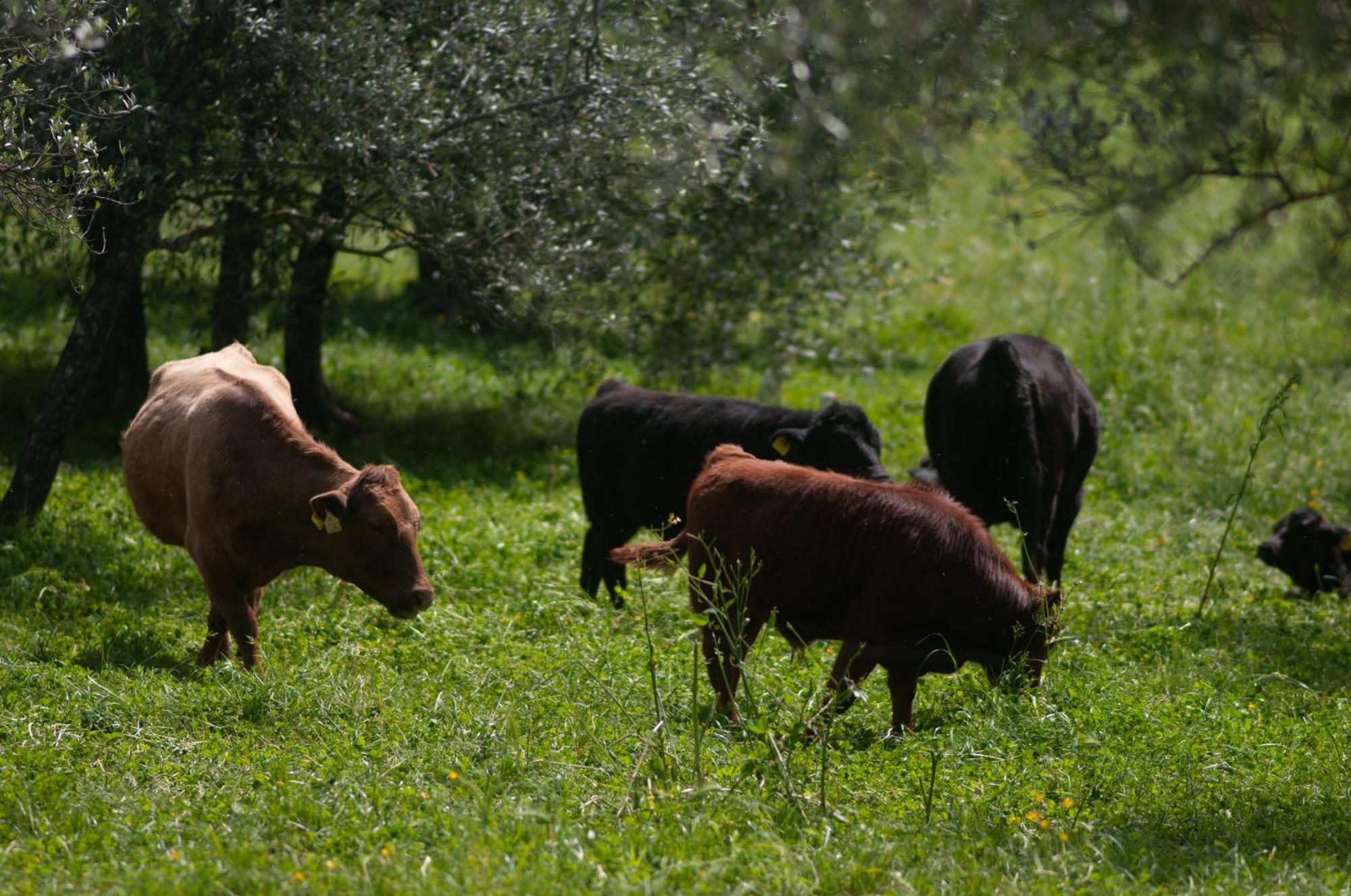 Fattoria Di Maiano Guest House Fiesole Eksteriør bilde